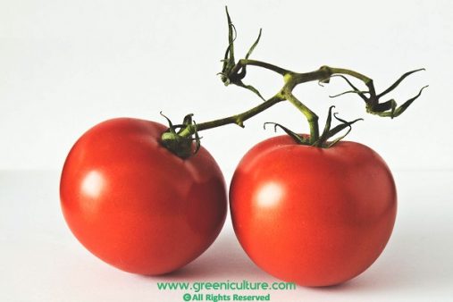 One pair of tomatoes