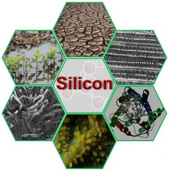 Role of silicon in plants