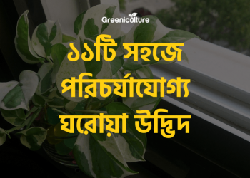 top 11 indoor plants