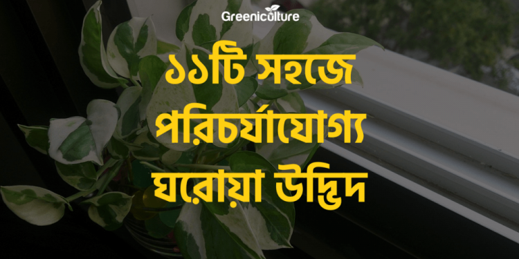 top 11 indoor plants