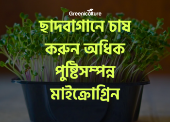 Microgreen Cultivation on rooftop