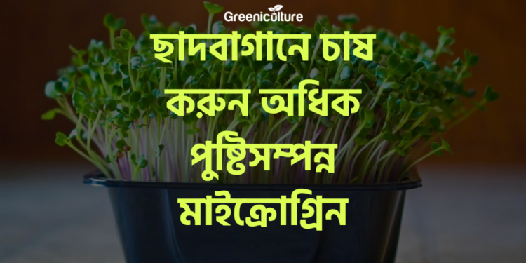 Microgreen Cultivation on rooftop