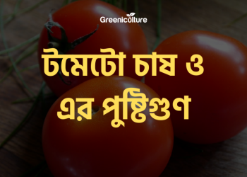 Tomato benefits