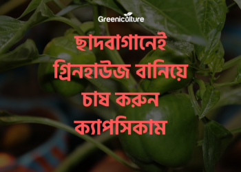 Capsicum Cultivation