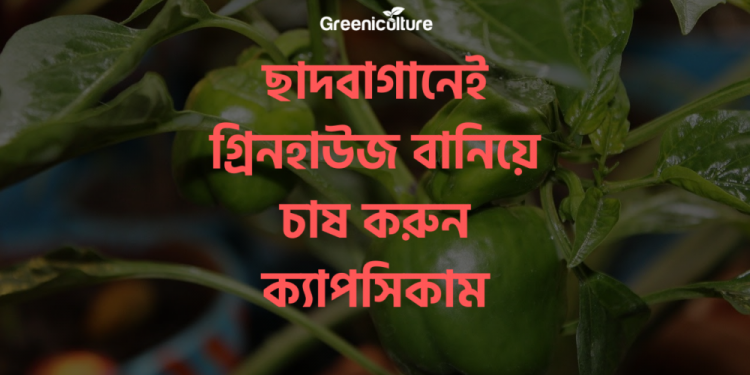 Capsicum Cultivation