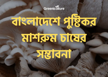 Mushroom for diabates