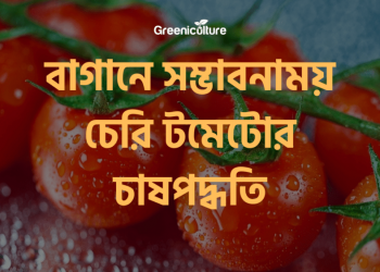 Cherry Tomato on rooftop