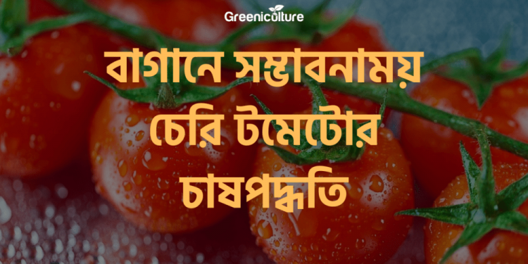 Cherry Tomato on rooftop