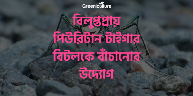 Puritan Tiger Beetle