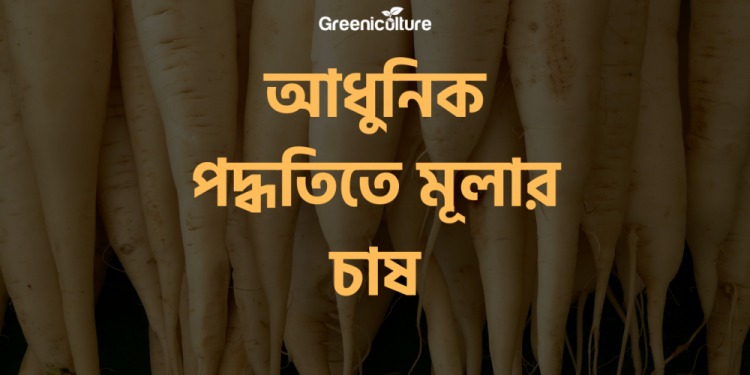 Growing White Radish