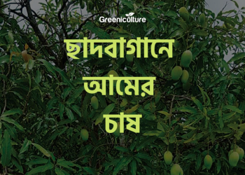 Mango cultivation on rooftop