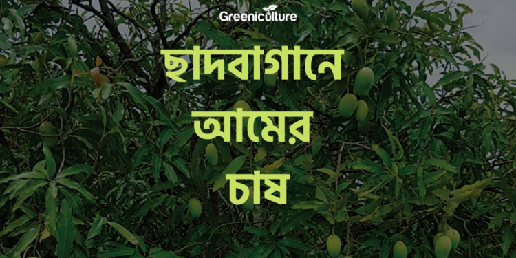 Mango cultivation on rooftop