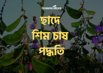 Growing bean on rooftop