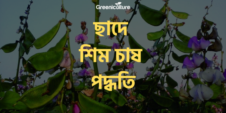 Growing bean on rooftop