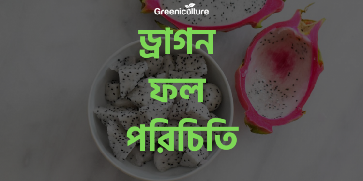 Introduction of Dragon fruit