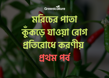 Leaf rolling diseases of Chilli -1