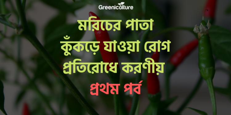 Leaf rolling diseases of Chilli -1