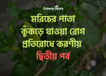 Leaf rolling diseases of Chilli -2