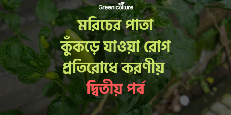 Leaf rolling diseases of Chilli -2