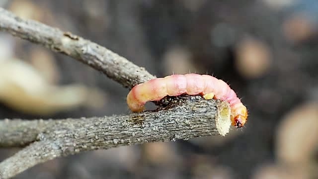 Stem borer larvae