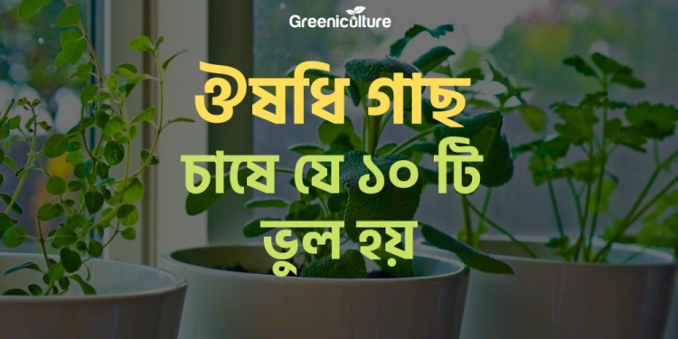 Medicinal Plants problem