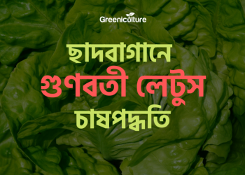 Grow Lettuce