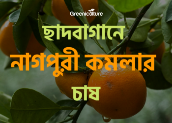 Nagpuri Orange