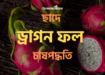 Dragon fruit cultivation