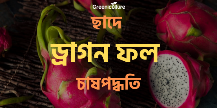 Dragon fruit cultivation