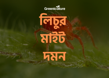 Protecting from litchi mite