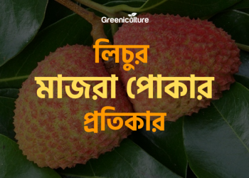 Stem Borer of litchi