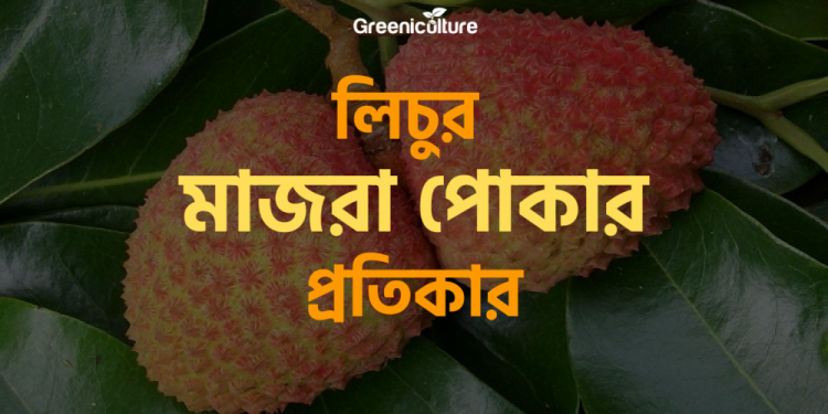 Stem Borer of litchi