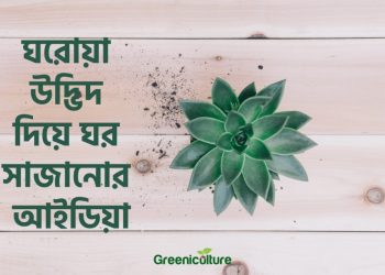 Home design with indoor plants