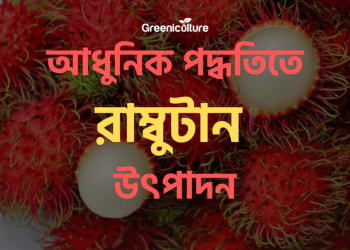 Rambutan Cultivation