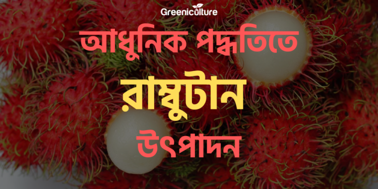 Rambutan Cultivation