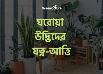 Caring Indoor Plants