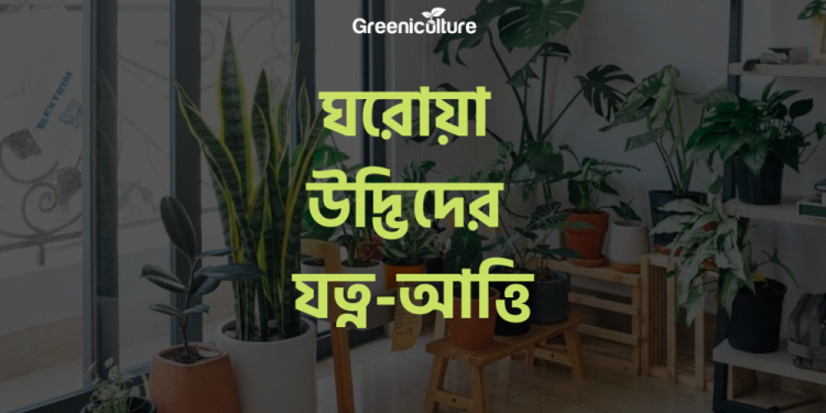 Caring Indoor Plants