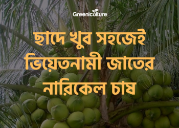 Cultivating Vietnam Coconut