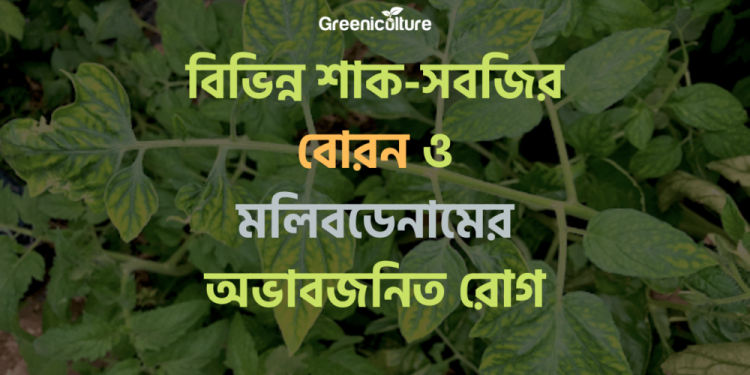 Boron and molybdenum diseases of plants