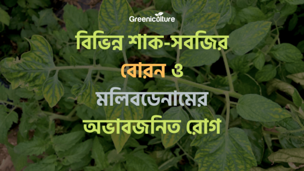 Boron and molybdenum diseases of plants