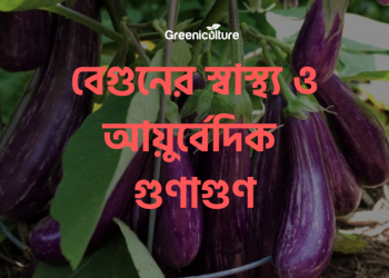 Eggplant benefits