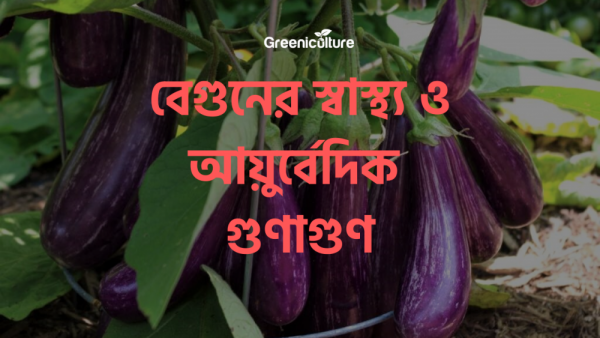 Eggplant benefits
