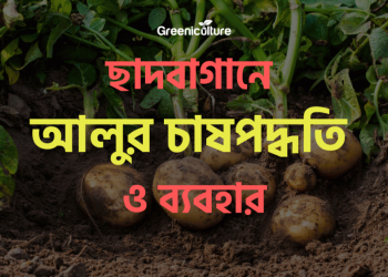Potato cultivation
