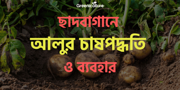 Potato cultivation