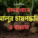 Potato cultivation