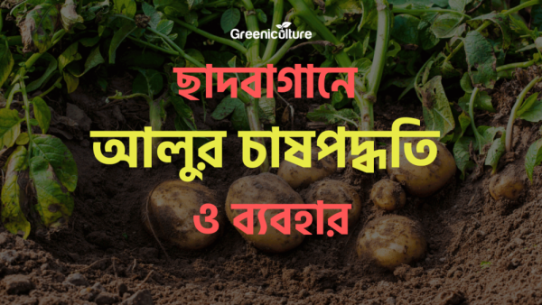 Potato cultivation