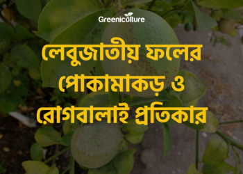 diseases of citrus plants