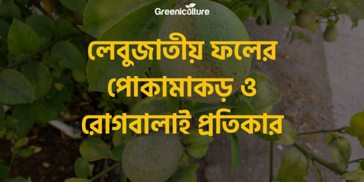 diseases of citrus plants