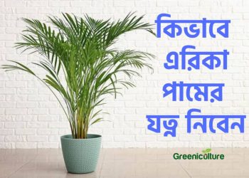 Areca Palm Cover photo