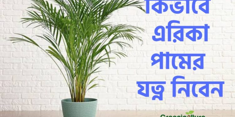 Areca Palm Cover photo